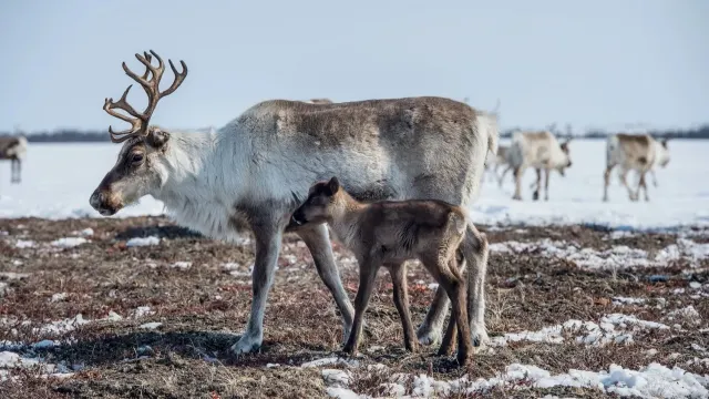 Фото: den-sau-pin/Shutterstock/Fotodom