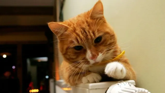 Фото: AJSTUDIO PHOTOGRAPHY/Shutterstock/Fotodom