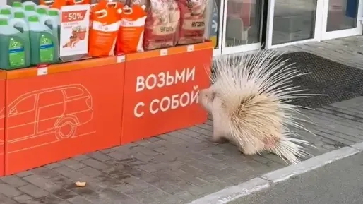 Сбежавший дикобраз был замечен на АЗС в Новом Уренгое. Фото: Виолин Крачук
