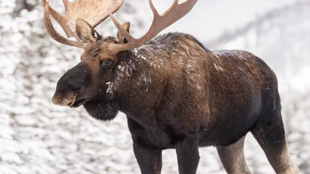 Фото: Harry Collins Photography / Shutterstock / Fotodom