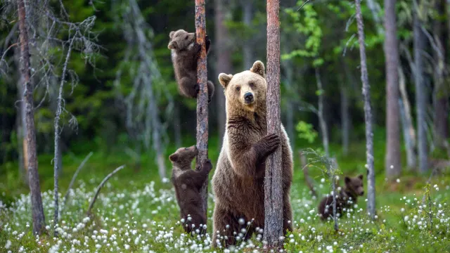 Фото: Sergey Uryadnikov / Shutterstock / Fotodom