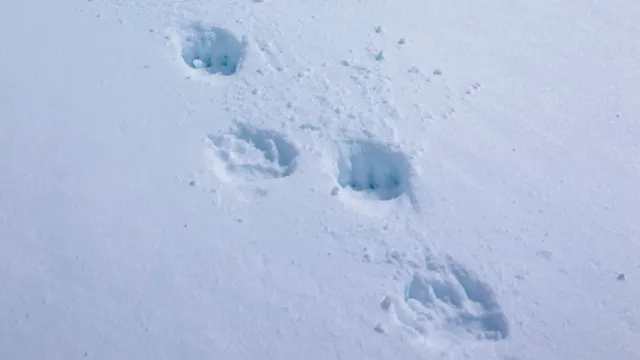 Фото: Okyela/Shutterstock/Fotodom