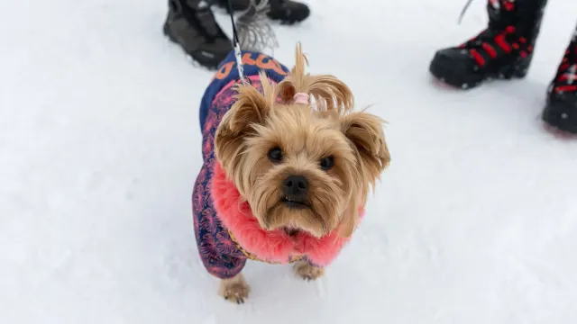 Фото: Александр Чирва/«Ямал-Медиа»
