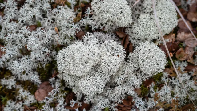 Фото: Сергей Зубков / «Ямал-Медиа»