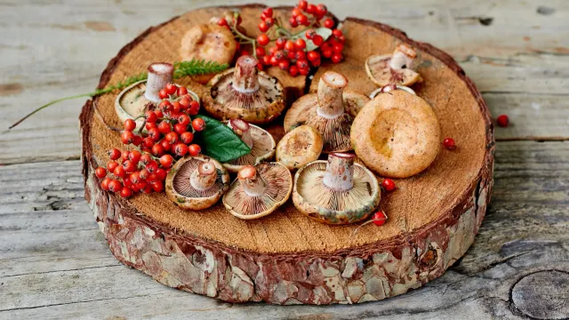 Волнушки незаслуженно пользуются нелюбовью грибников. Фото: comeirrez / Shutterstock / Fotodom