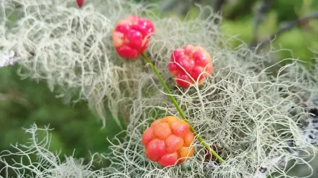 Саккараӊ мурхие. Хор: Любовь Неркаги