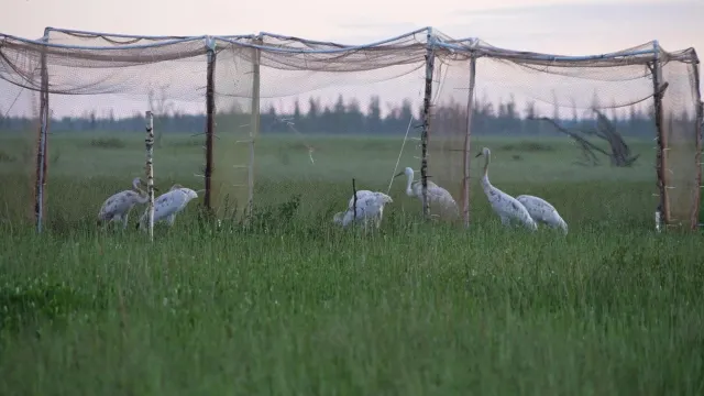 Ӆапат емаӊ тор вой туса. Хор: vk.com/trvmujitrv