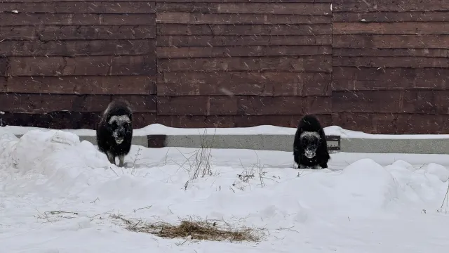 Фото: Марина Ниволина / пресс-служба губернатора ЯНАО