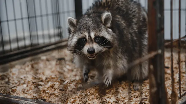 Фото: Алина Дьякова