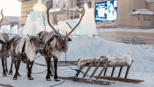 Фото: Сергей Зубков / «Ямал-Медиа»