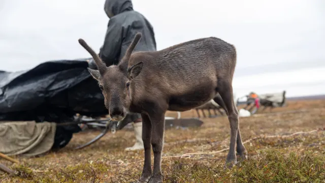 Фото: Фёдор Воронов / «Ямал-Медиа»