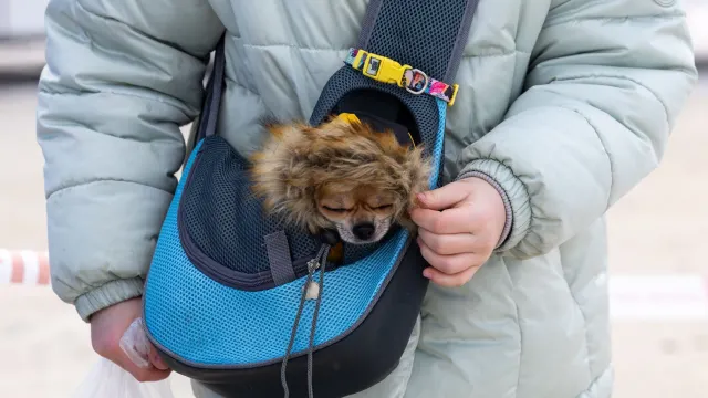 На Ямале зарегистрировано около 11 тысяч домашних собак. Фото: Александр Чирва / "Ямал-Медиа"