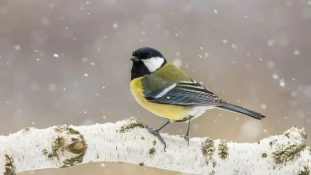 Фото: JaklZdenek/Shutterstock/Fotodom