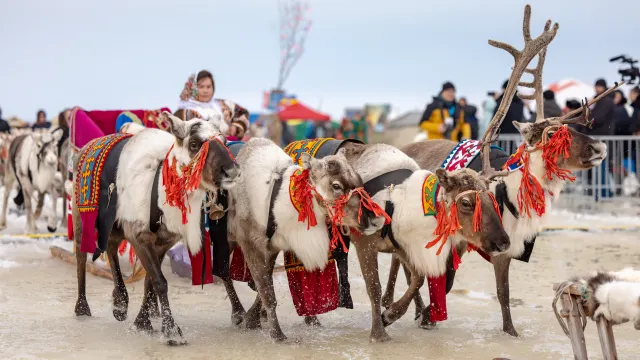 Гонки, свадьбы, снегоход: как ямальцы отметили День оленевода в Аксарке