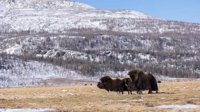 Фото: Фёдор Воронов / «Ямал-Медиа»