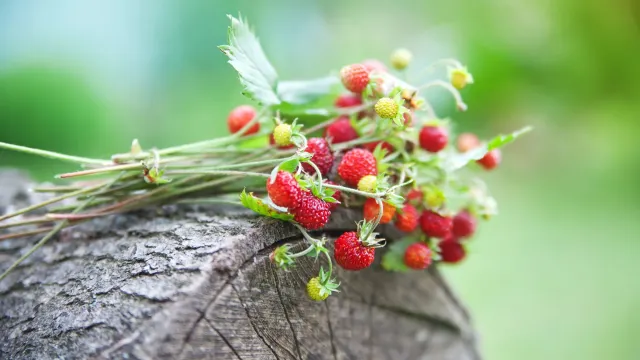 Фото: Liudmila Fadzeyeva / Shutterstock / Fotodom
