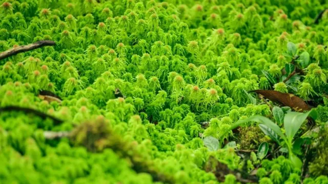 Фото: Fahron / shutterstock.com / Fotodom