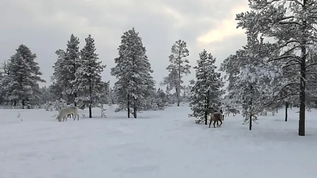 Фото: Андрей Пяк / Няръяна Нгэрм
