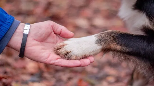 Домашние питомцы учат хозяев дружбе. Фото: PokoFoto / shutterstock.com / Fotodom