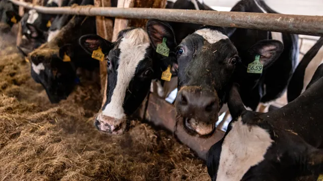 Фото: Сергей Зубков / «Ямал-Медиа»