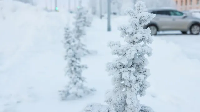 Фото: Юлия Чудинова/«Ямал-Медиа»