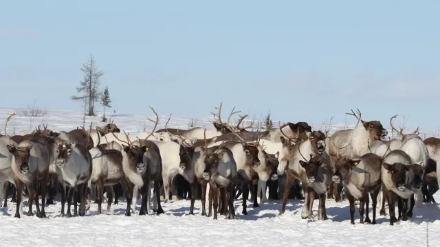 Сидяӈг: Марина Ярʼ тадтавы