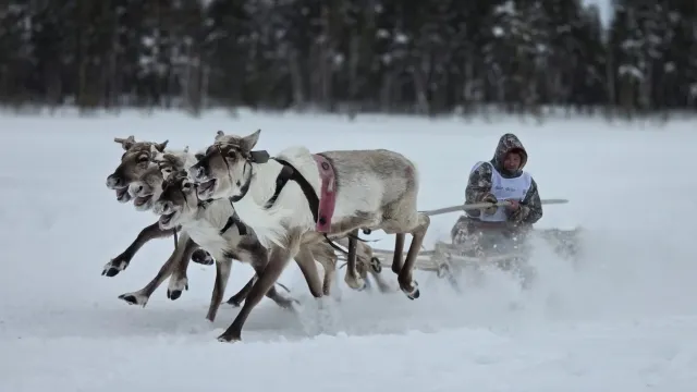 Таттма: Андрей Пяк таттамы