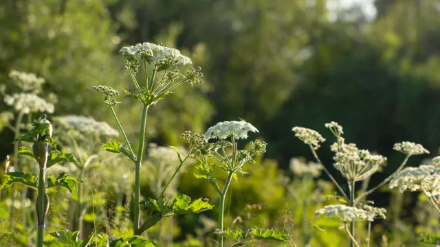 Фото: Anton Mayorov/Shutterstock/Fotodom