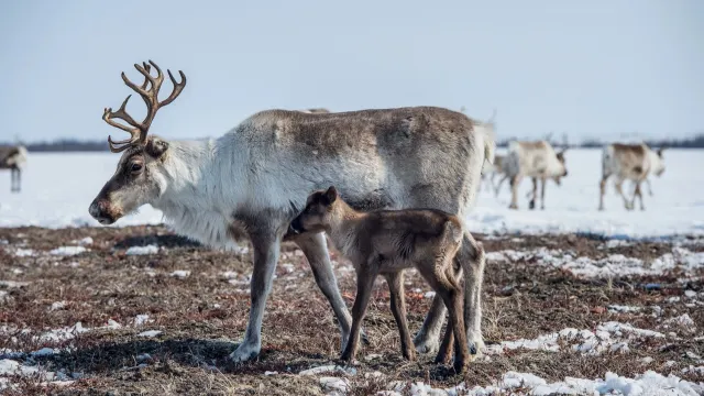 Массовый отел ожидают только в середине апреля. Фото: den-sau-pin / shutterstock.com / Fotodom