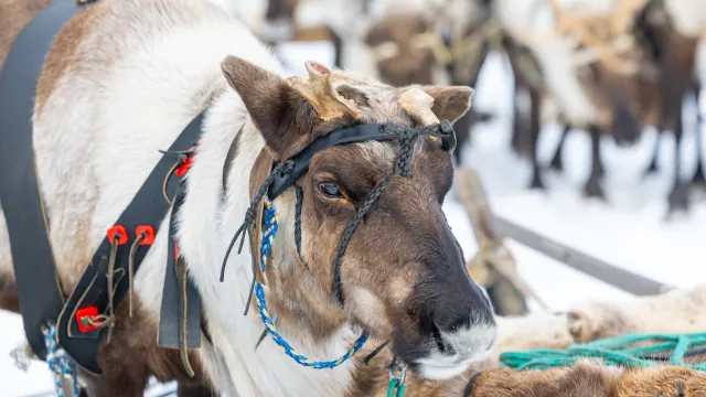 Фото: Никита Погодин / «Ямал-Медиа»