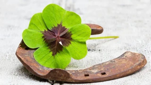 Фото: Sonja Calovini/Shutterstock/Fotodom