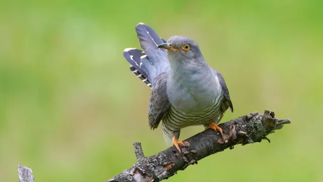 Фото: mutinamatyas_photo/Shutterstock/Fotodom
