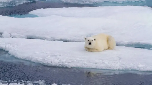 Белый медведь отлично приспособлен к постоянной жизни в условиях арктических льдов. Фото: karenfoleyphotography / Shutterstock