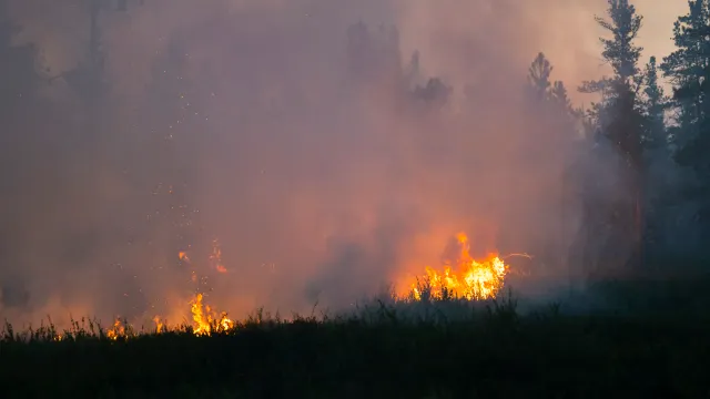 Пожар в лесу в двух километрах от Тарко-Сале. Фото: Андрей Понамарев / «Ямал-Медиа»