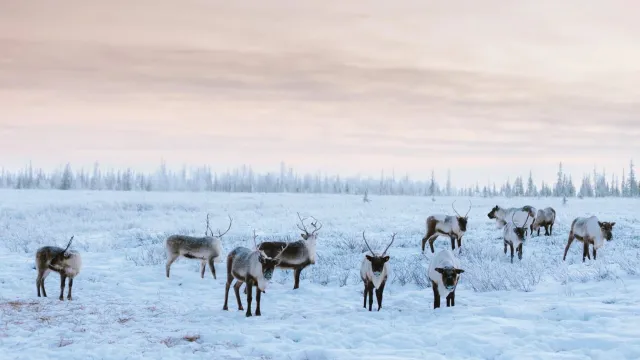 Известные блогеры открыли для себя Ямал. Фото: vk.com/soul2soulvk