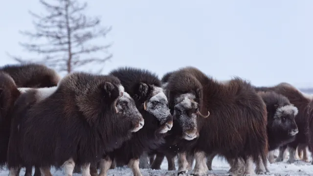 Фото: longtaildog/Shutterstock/Fotodom