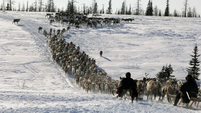 Фото: Марина Яр / Няръяна Ӈэрм