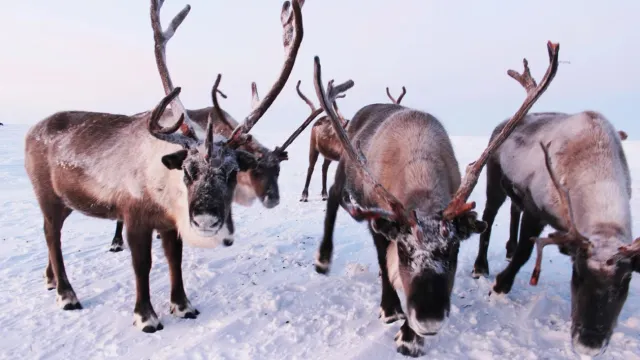 Сидяӈг: Марина Яройʼ тадтавы