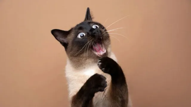 Коты могут выражать эмоции и через мимику. Фото: Nils Jacobi/Shutterstock/Fotodom