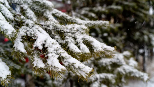 Фото: Сергей Зубков / «Ямал-Медиа»