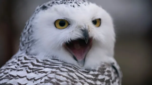 Фото: Роман Чернов / "Ямал-Медиа"